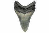 Serrated, Fossil Megalodon Tooth - North Carolina #273947-1
